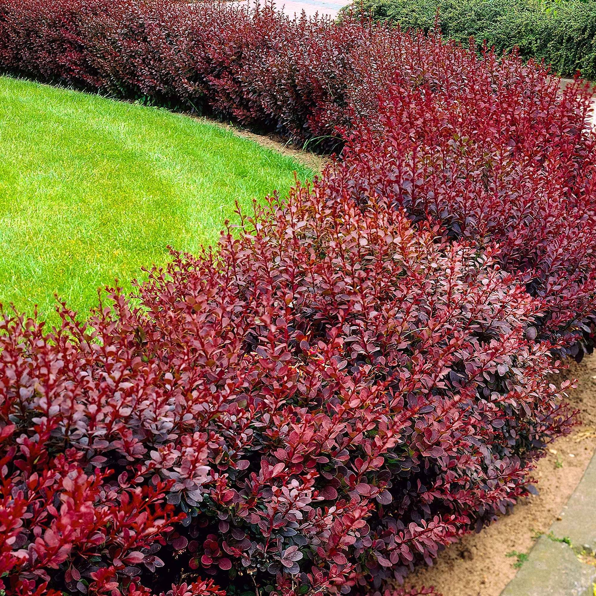 Berberis thunb. 'Atropurpurea'