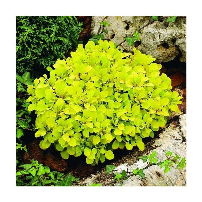 Berberis thunbergii 'Tiny Gold' ® Berberis thunbergii 'Tiny Gold' ®