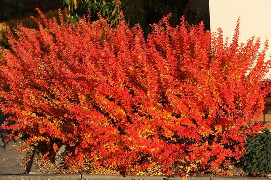 Berberis thunb. 'Orange Dream'