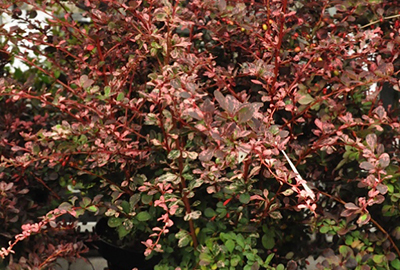 Berberis thunb. 'Rosy Glow'