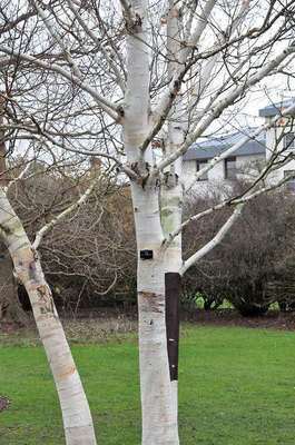 Betula utilis 'Doorenbos'  meerstammig 
