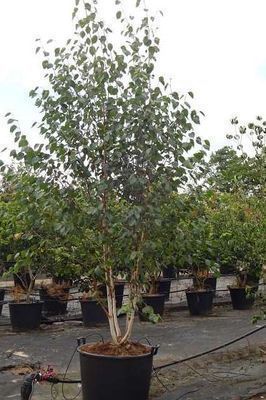 Betula utilis 'Doorenbos'  meerstammig 
