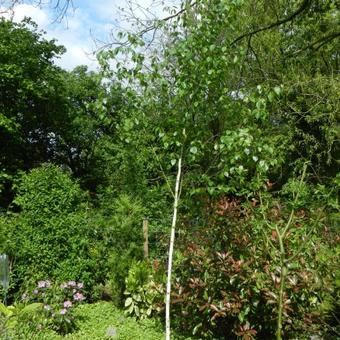 Betula utilis var 'Jacquemontii'