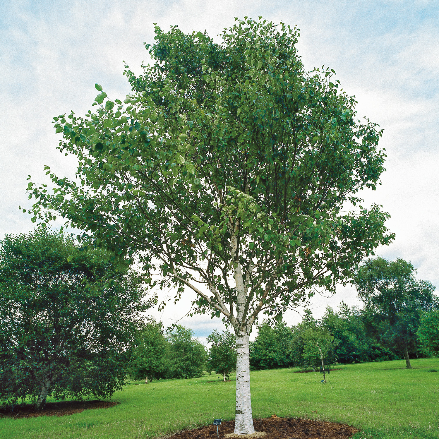 Betula utilis var 'Jacquemontii'