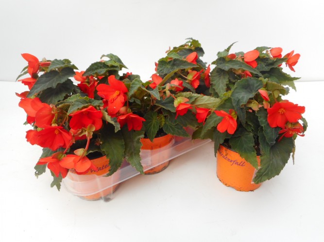 Begonia 'Waterfall'  ton sur ton