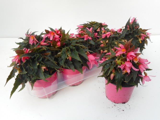 Begonia 'Waterfall'  ton sur ton