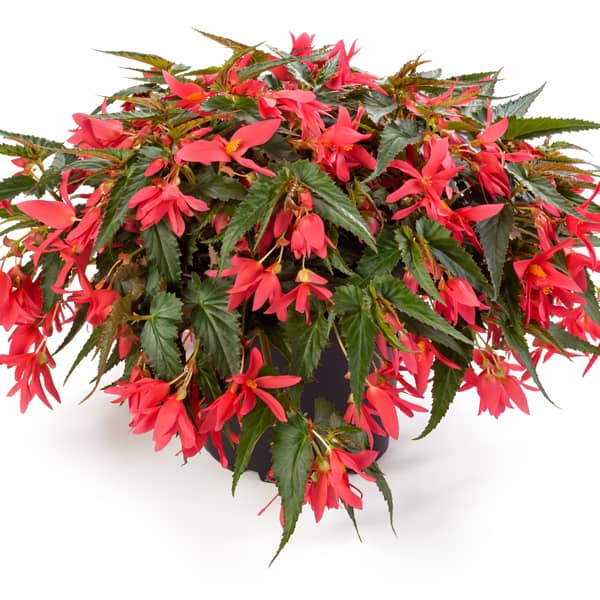 Begonia 'Waterfall'  ton sur ton