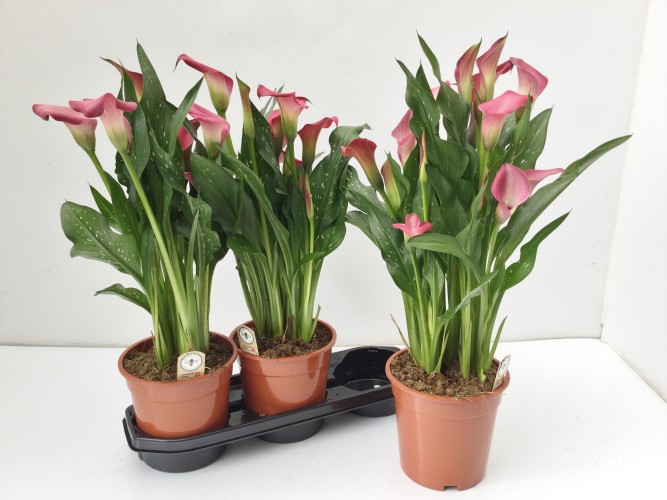 Forever&Ever® Calla mix Forever&Ever® Calla mix