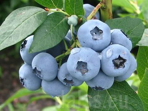 Vaccinium cor. 'Yellow Bello Blue'