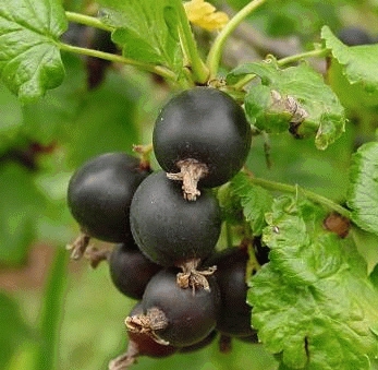 Ribes nigrum