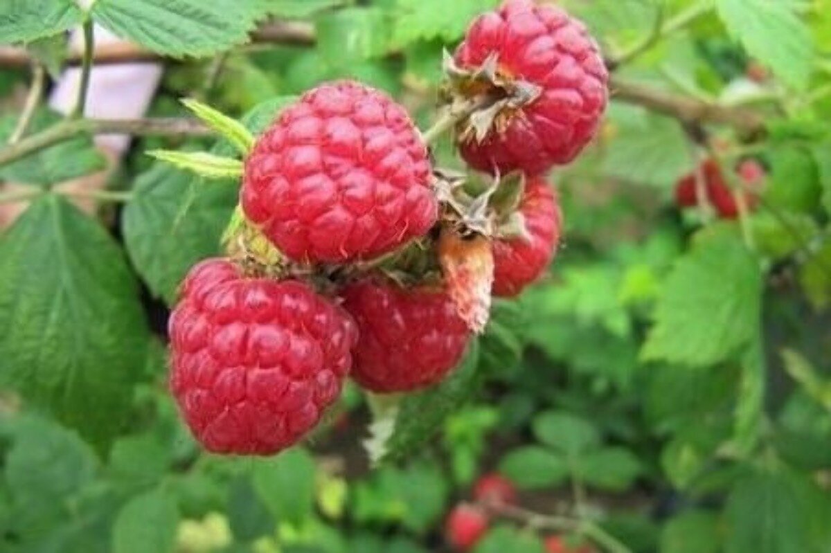 Rubus idaeus 'Zefa'