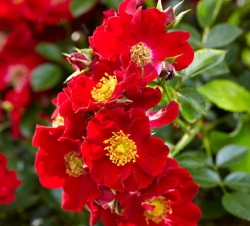 Rosa 'Bijenweelde'® Red