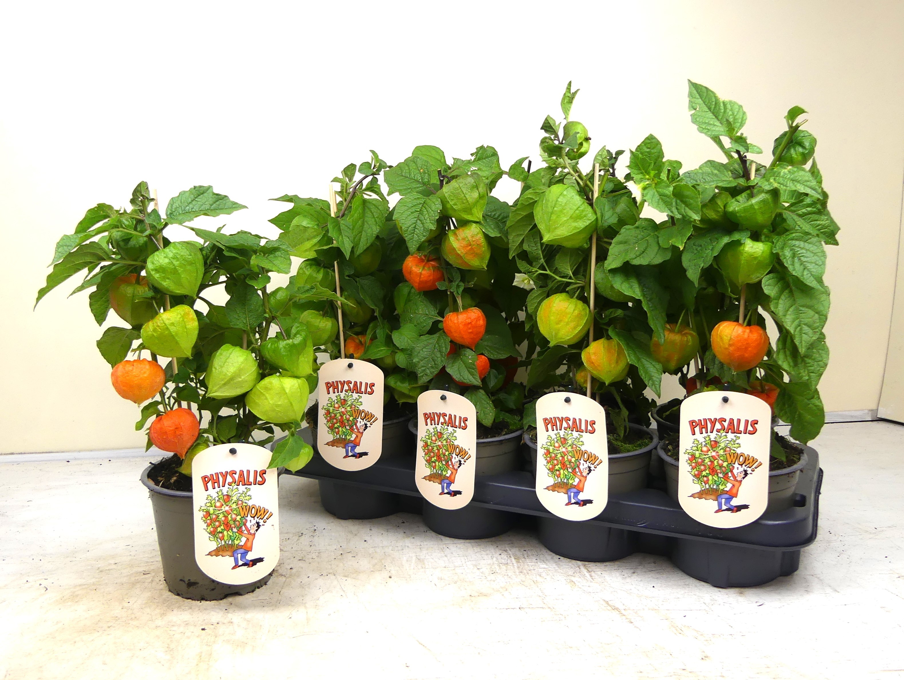 Physalis alkekengi