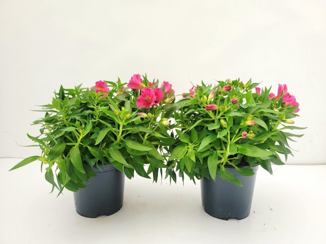 Alstroemeria 'Colorita'® 