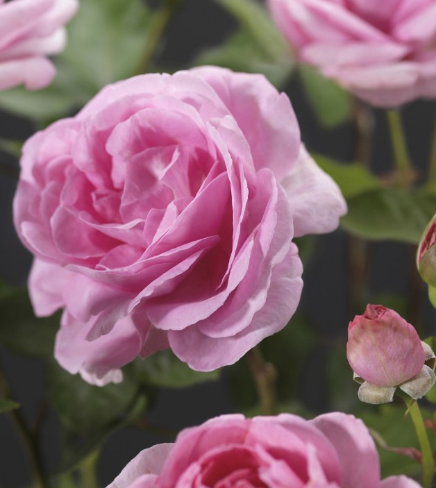 Rosa 'Ghita'(TM) Renaissance®