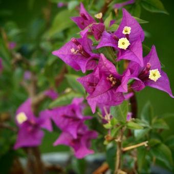 Bougainvillea 'Alexandra'  bamboo rek