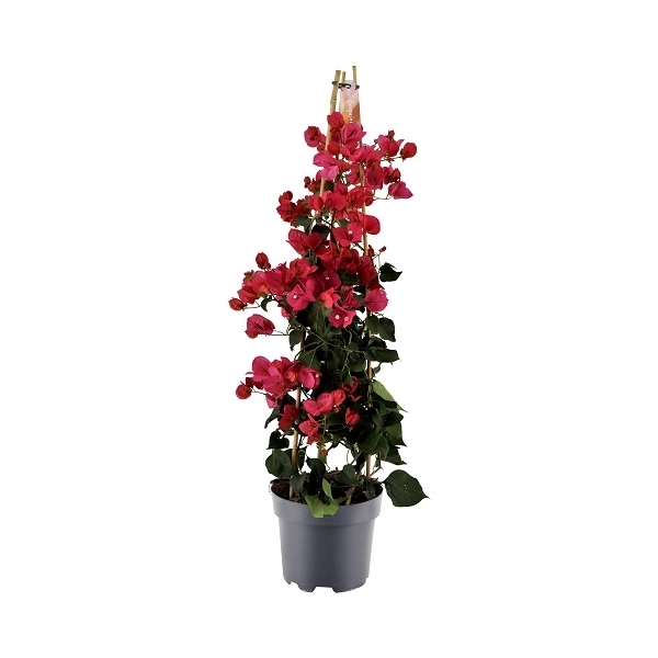 Bougainvillea piramide rood