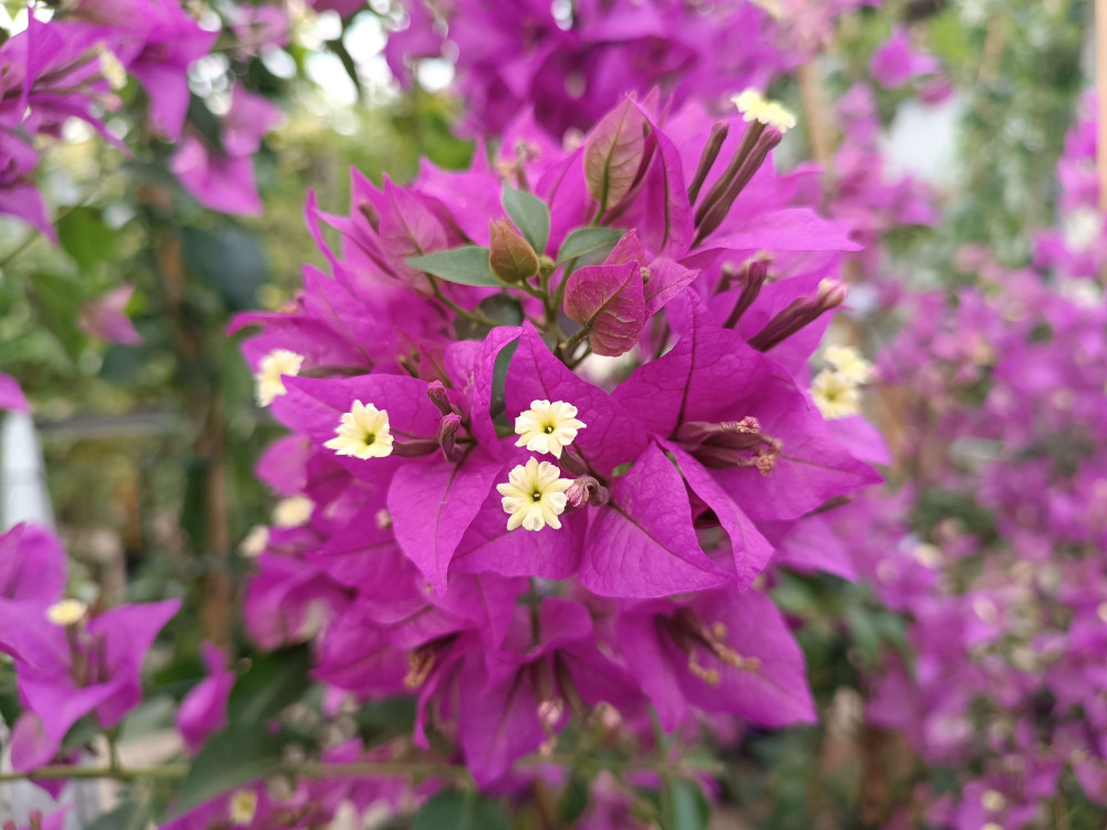 Bougainvillea 'Sanderiana'