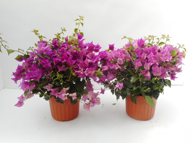 Bougainvillea 'Sanderiana'