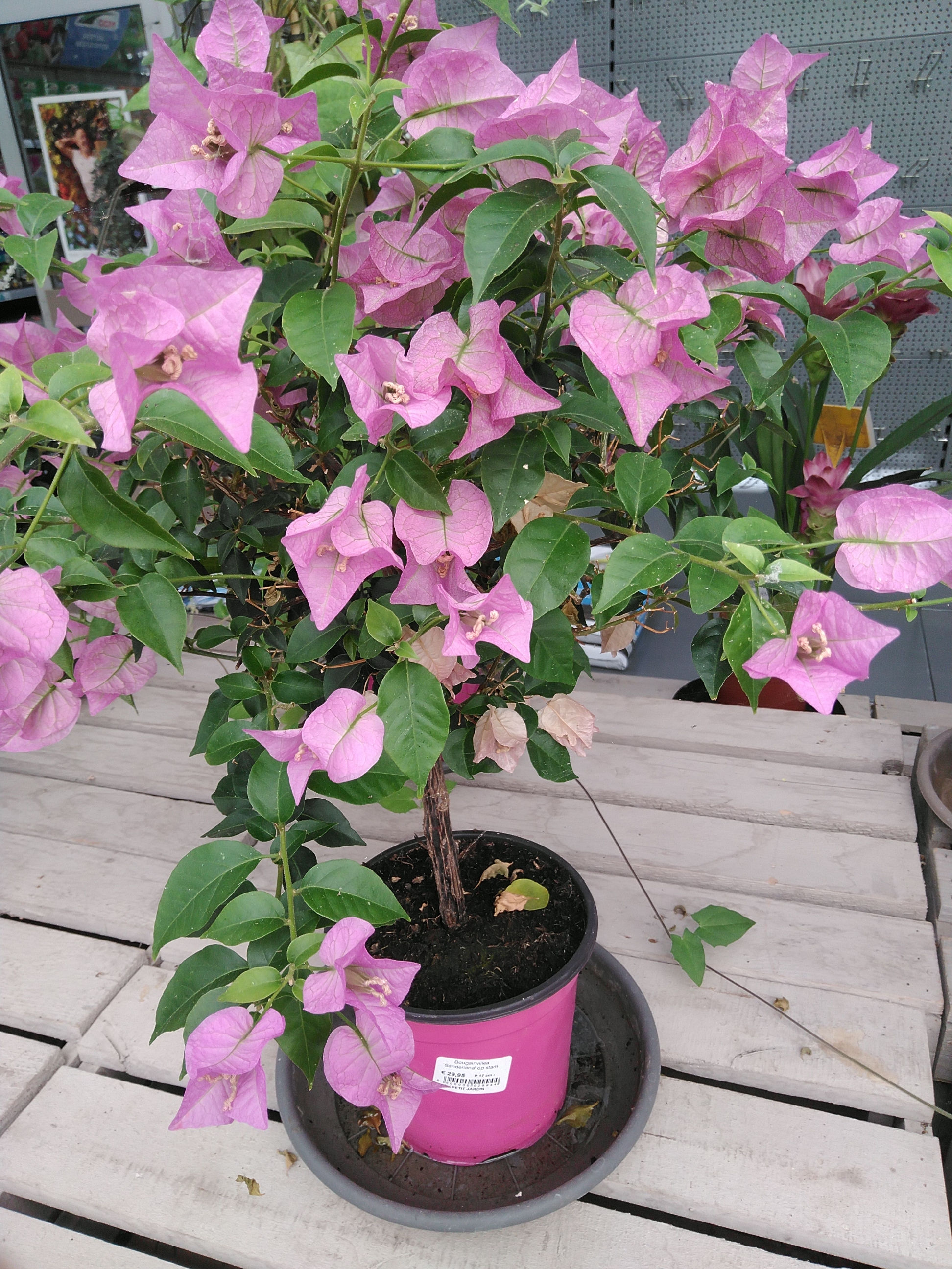 Bougainvillea 'Sanderiana'