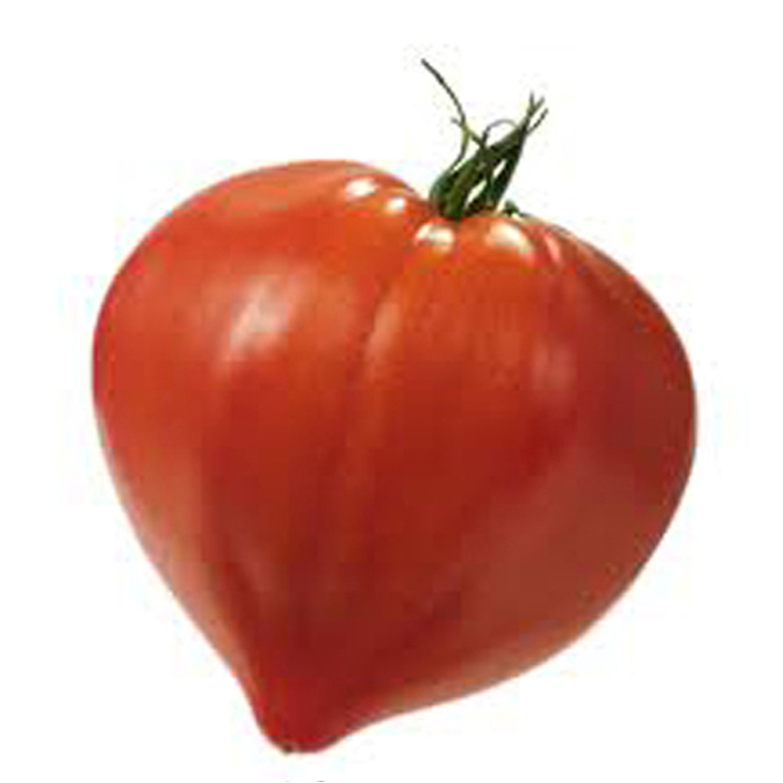 Tomaat 'Coeur de Boeuf' - Blok Tomaat 'Coeur de Boeuf' - Blok