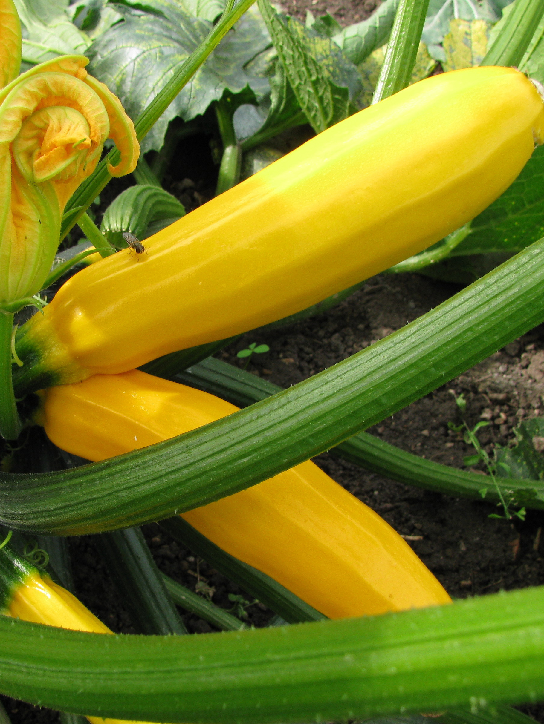 Gele Courgette - Courgette jaune 'Gold Rush' F1 Gele Courgette - Courgette jaune 'Gold Rush' F1