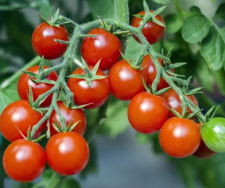 Cherrytomaat - Tomate apéritif Cherrytomaat - Tomate apéritif