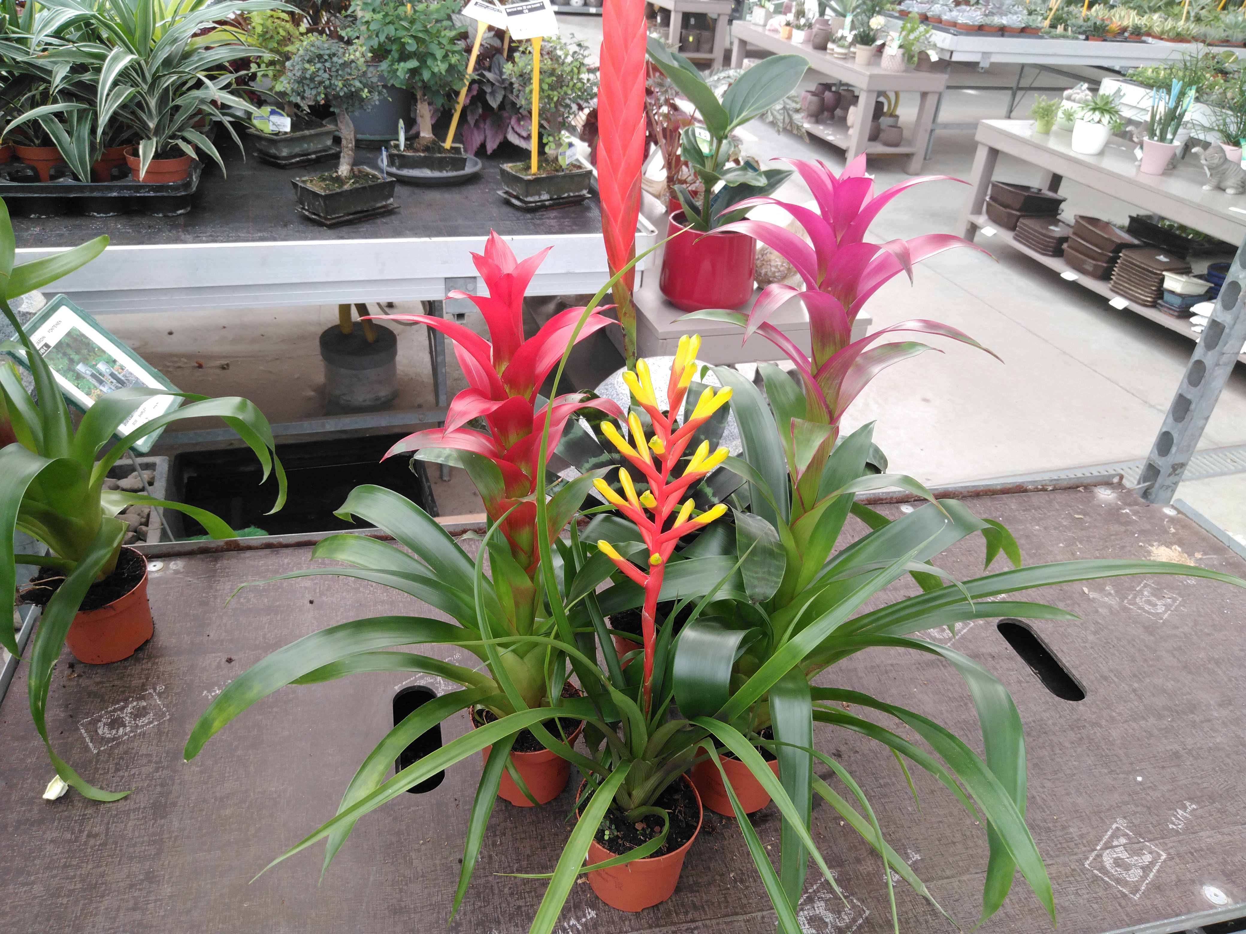 Bromelia Mix Exclusief Bromelia Mix Exclusief