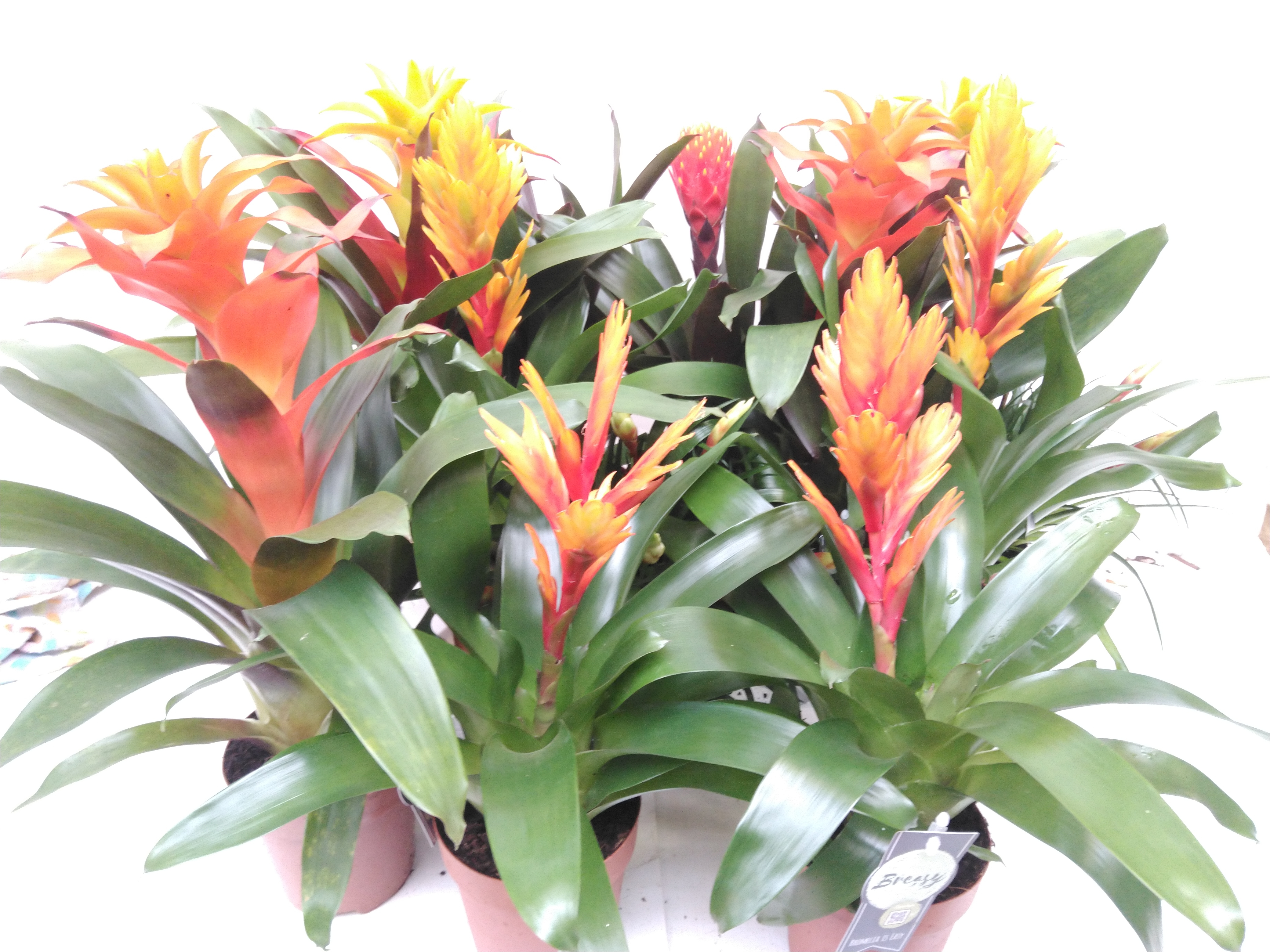 Bromelia Orange Family