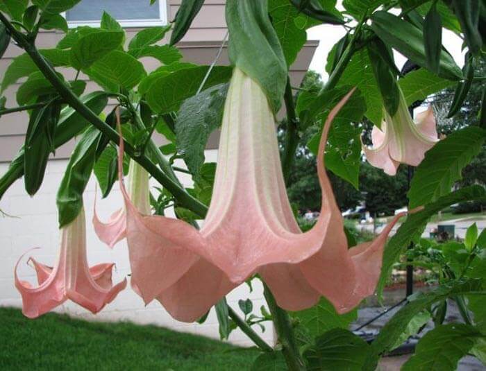 Brugmansia roze 'Pink Busch'