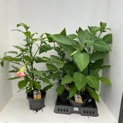 Brugmansia in kleuren