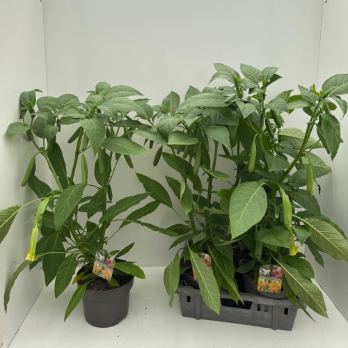 Brugmansia in kleuren