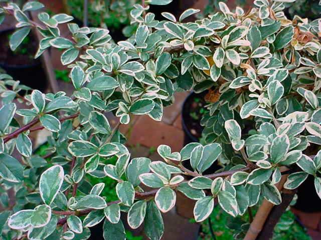 Cotoneaster suec. 'Juliette' F