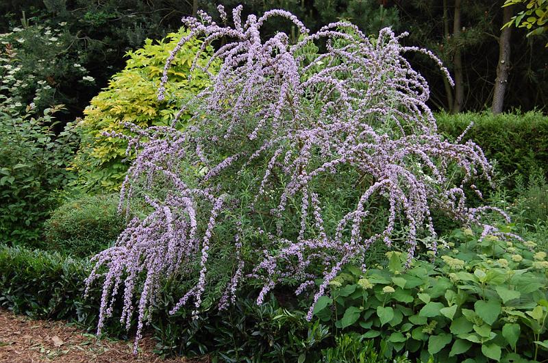 Buddleja alternifolia Buddleja alternifolia