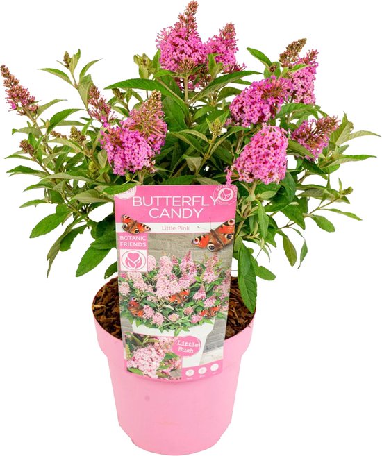 Buddleja 'Butterfly Candy'® Mix