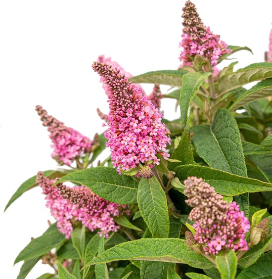 Buddleja 'Butterfly Candy'® Mix