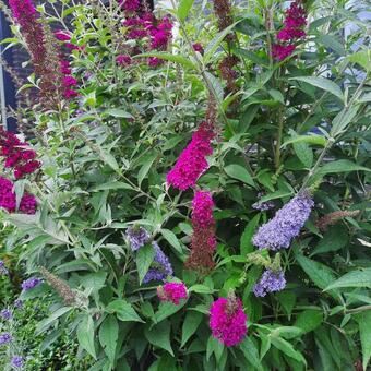 Buddleja 'Buzz Trio'® Buddleja 'Buzz Trio'®