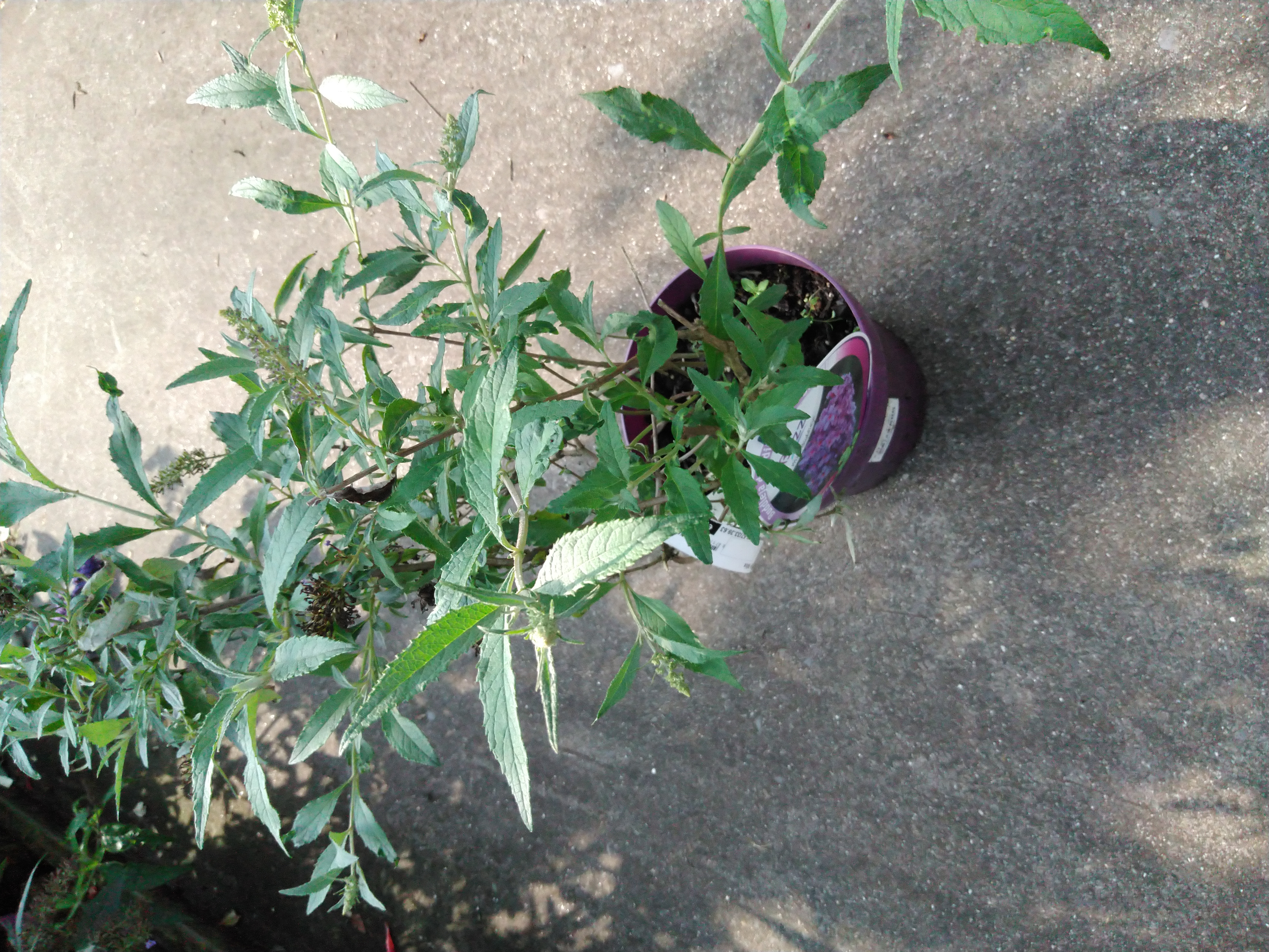 Buddleja 'Buzz'® Mix