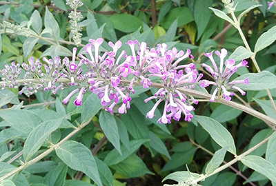 Buddleja dav. 'Argus Velvet' ® Buddleja dav. 'Argus Velvet' ®