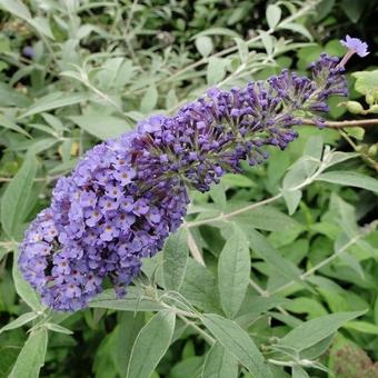 Buddleja davidii Buddleja davidii