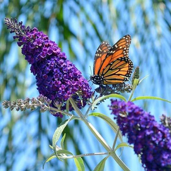 Buddleja dav. 'Black Knight' Buddleja dav. 'Black Knight'