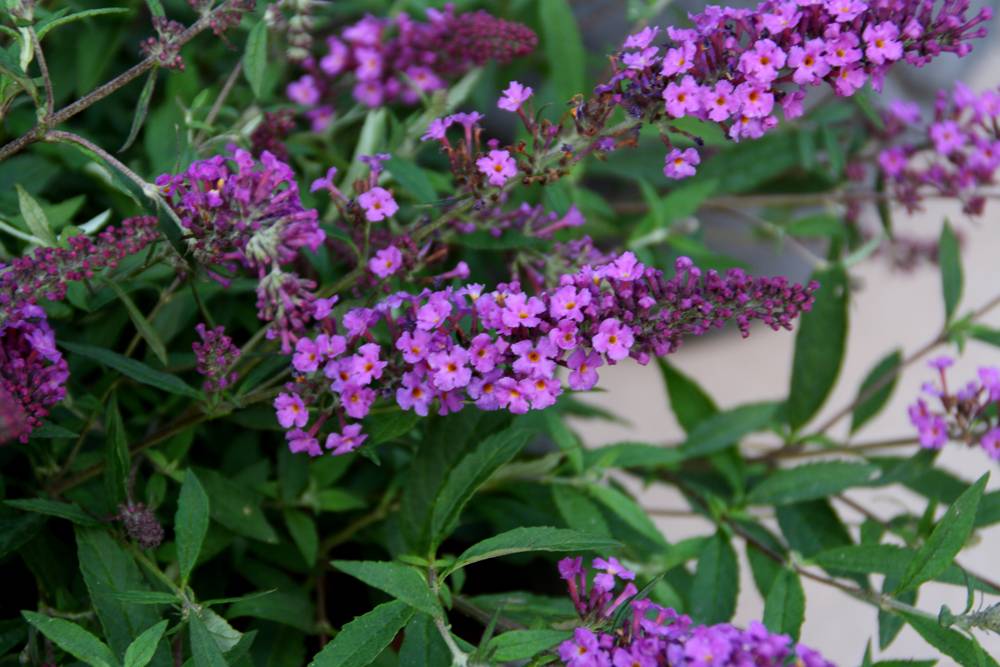 Buddleja 'Free Petit'® Mix
