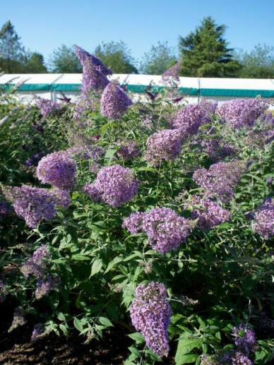 Buddleja dav. 'Gulliver' Buddleja dav. 'Gulliver'