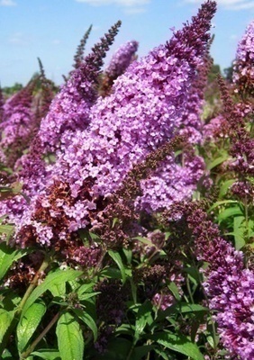 Buddleja dav. 'Paecock' Buddleja dav. 'Paecock'
