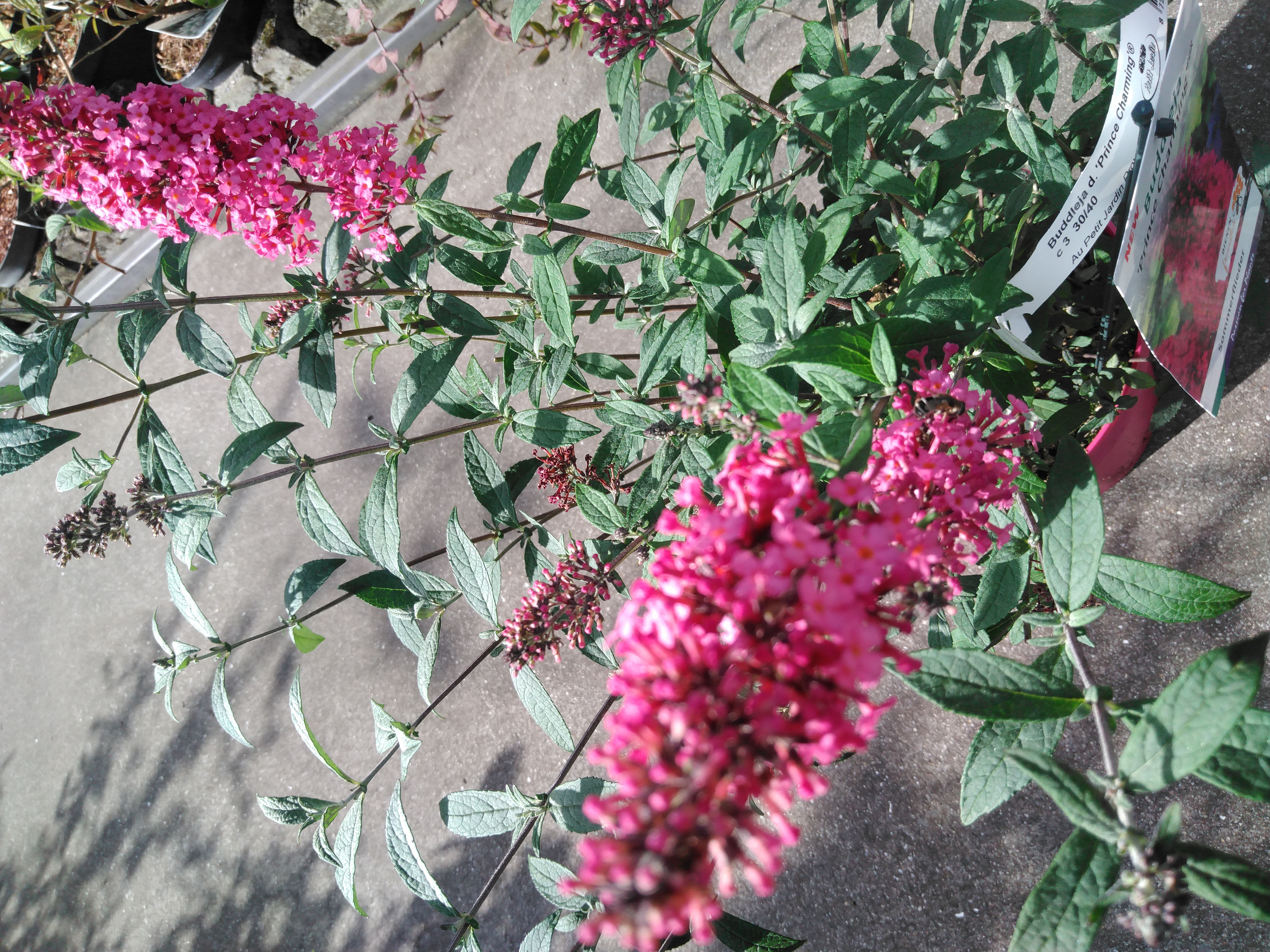 Buddleja d. 'Prince Charming'® Buddleja d. 'Prince Charming'®