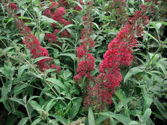 Buddleja dav. 'Royal Red' Buddleja dav. 'Royal Red'