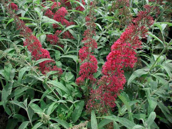 Buddleja dav. 'Royal Red'