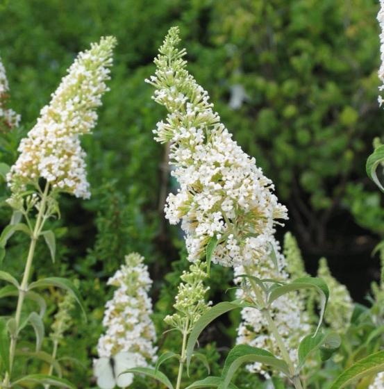 Buddleja dav. 'White Bouquet' Buddleja dav. 'White Bouquet'