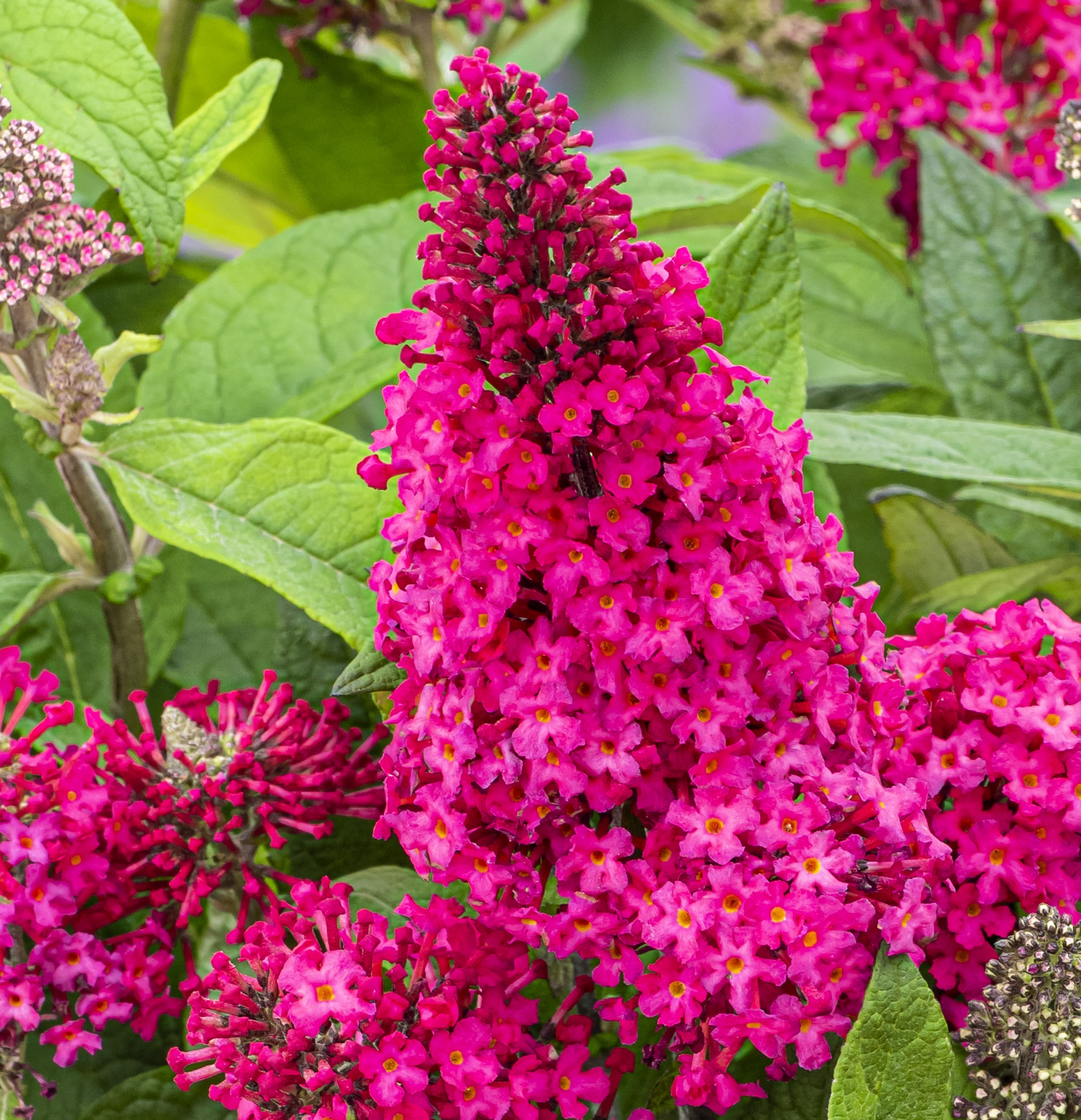 Buddleja 'B.C.® Little Ruby' Buddleja 'B.C.® Little Ruby'
