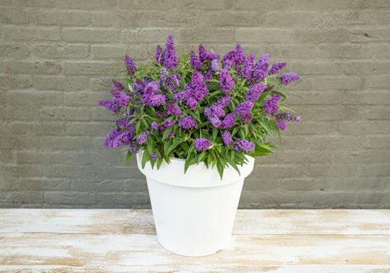 Buddleja 'Little Purple'® Buddleja 'Little Purple'®